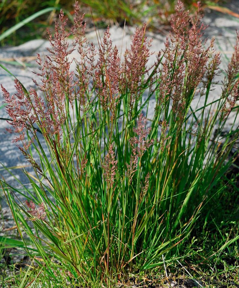 esbelta doblada