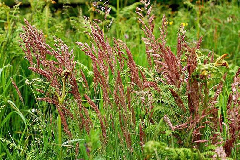festuca roja