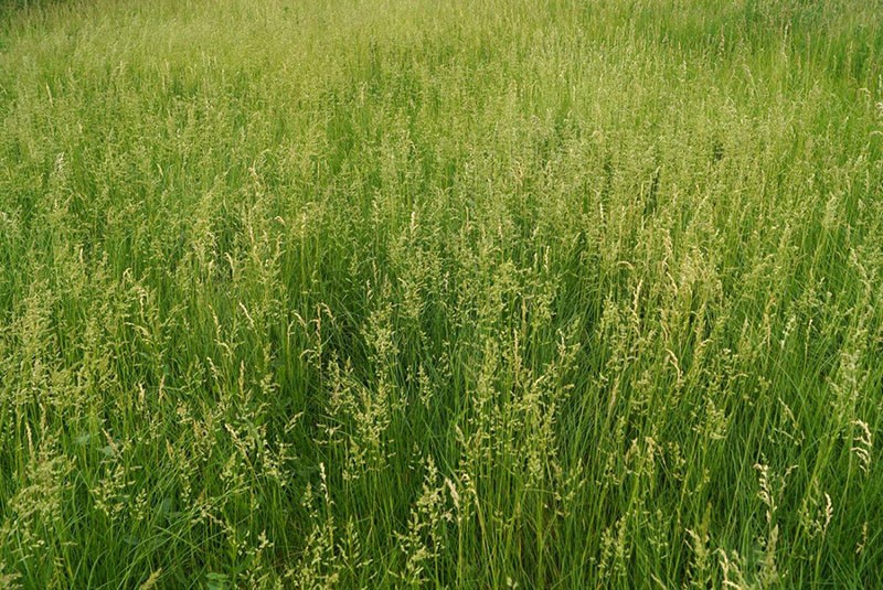 prado bluegrass