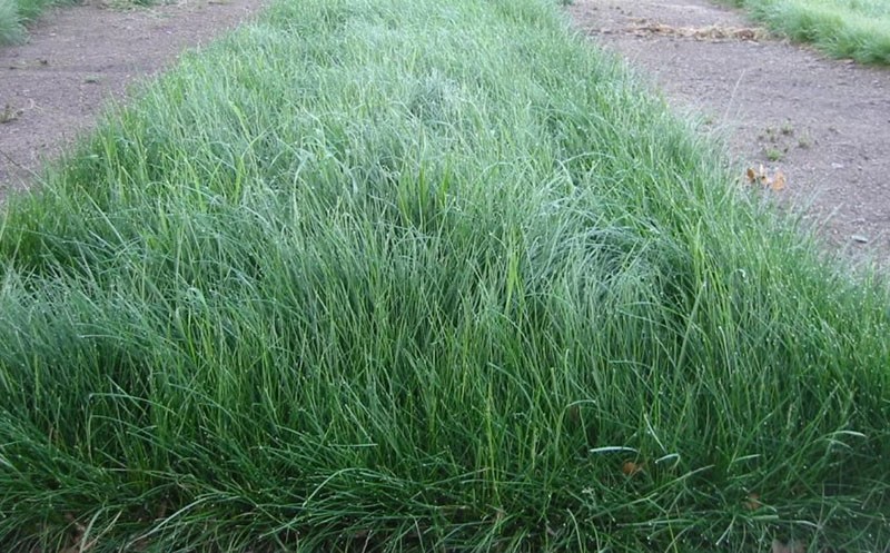 festuca modificada