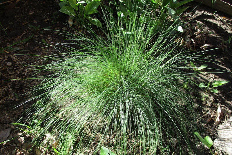 festuca peluda