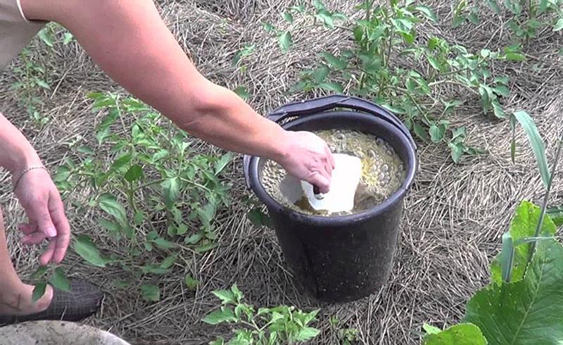 Solution Bessarab pour les tomates