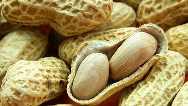 fruit d'arachide dans une cosse