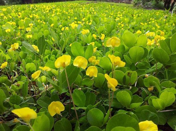 cacahuetes en flor