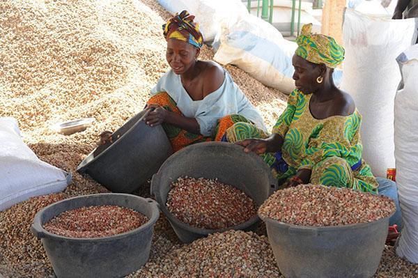 femmes triant des cacahuètes