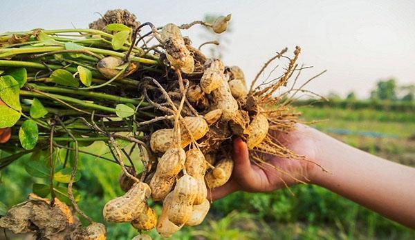 cultivo de maní en américa