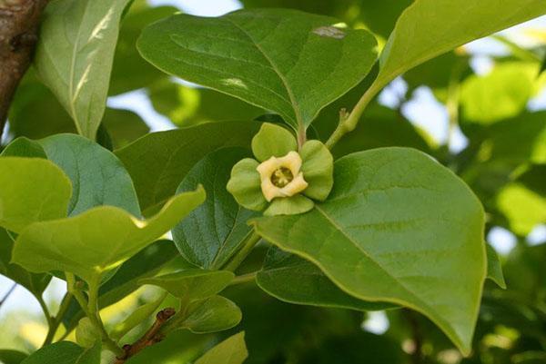 flor de caqui hembra