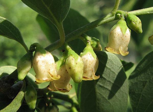 flores de caqui para hombre