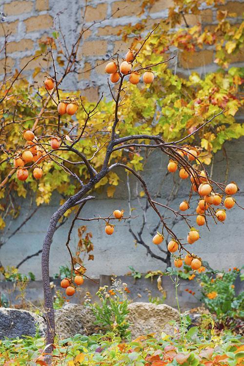 première récolte d'un jeune arbre