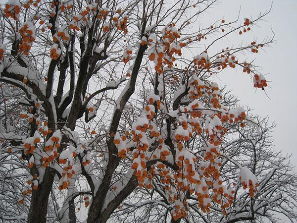 caqui cubierto con la primera nieve