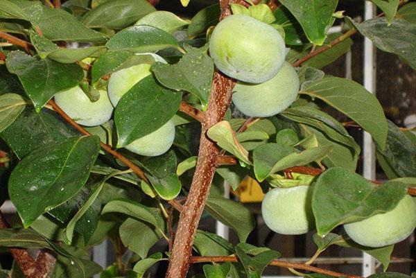 ovario y desarrollo de frutos de caqui