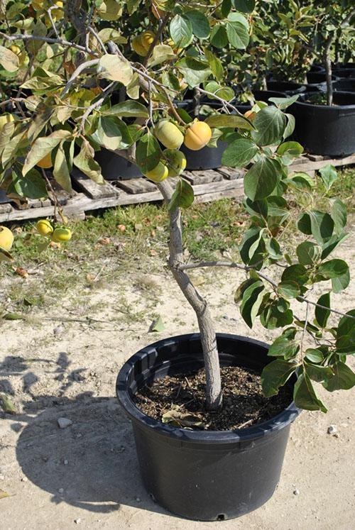 árbol de caqui de cultivo propio