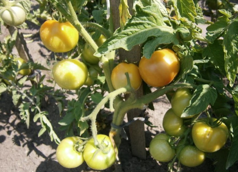 afrodita de arbusto de tomate