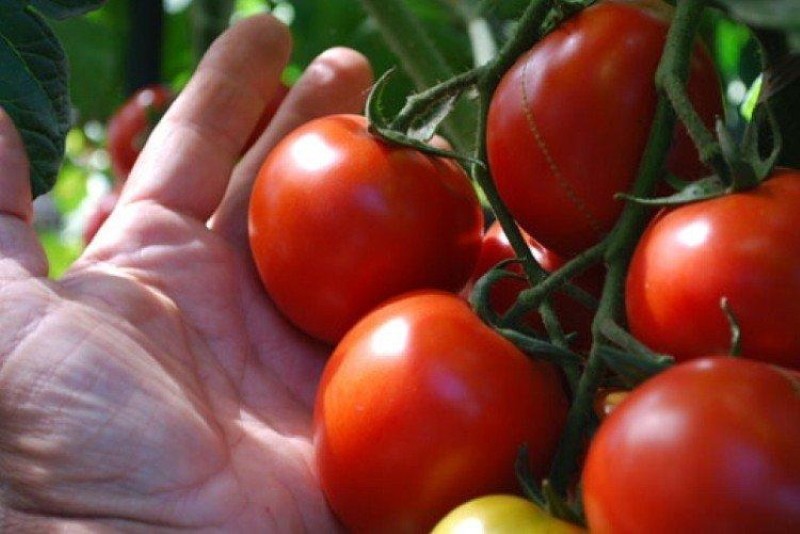 beneficios de la afrodita de tomate