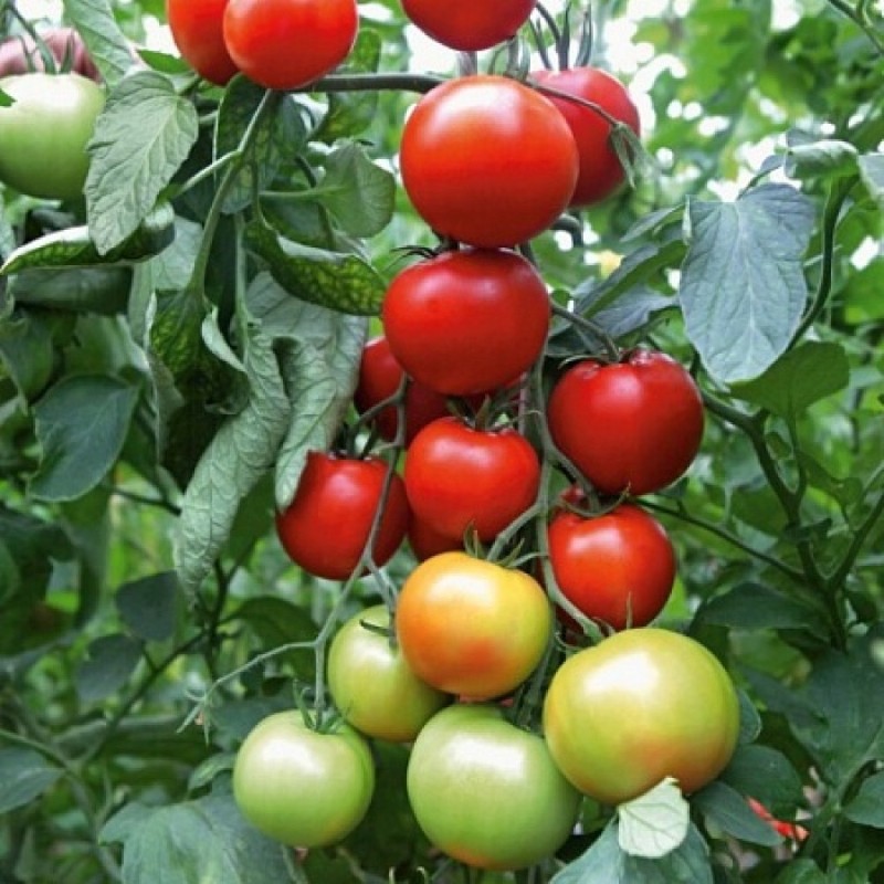 aphrodite à la tomate