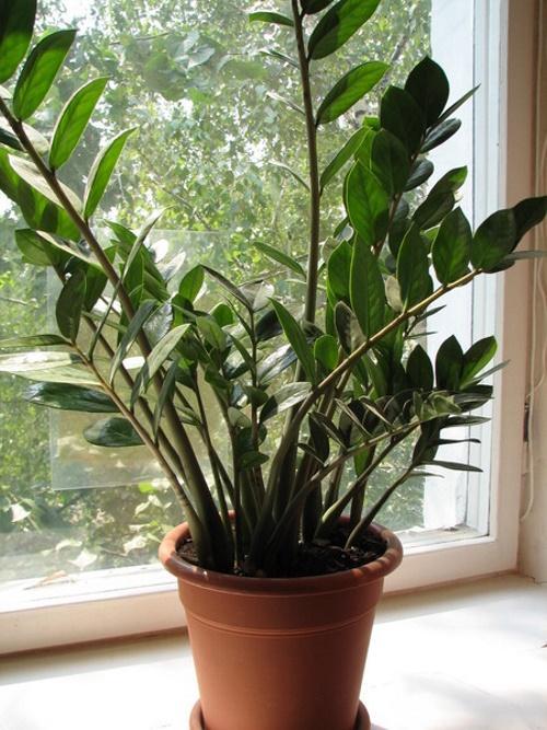 zamioculcas en la ventana