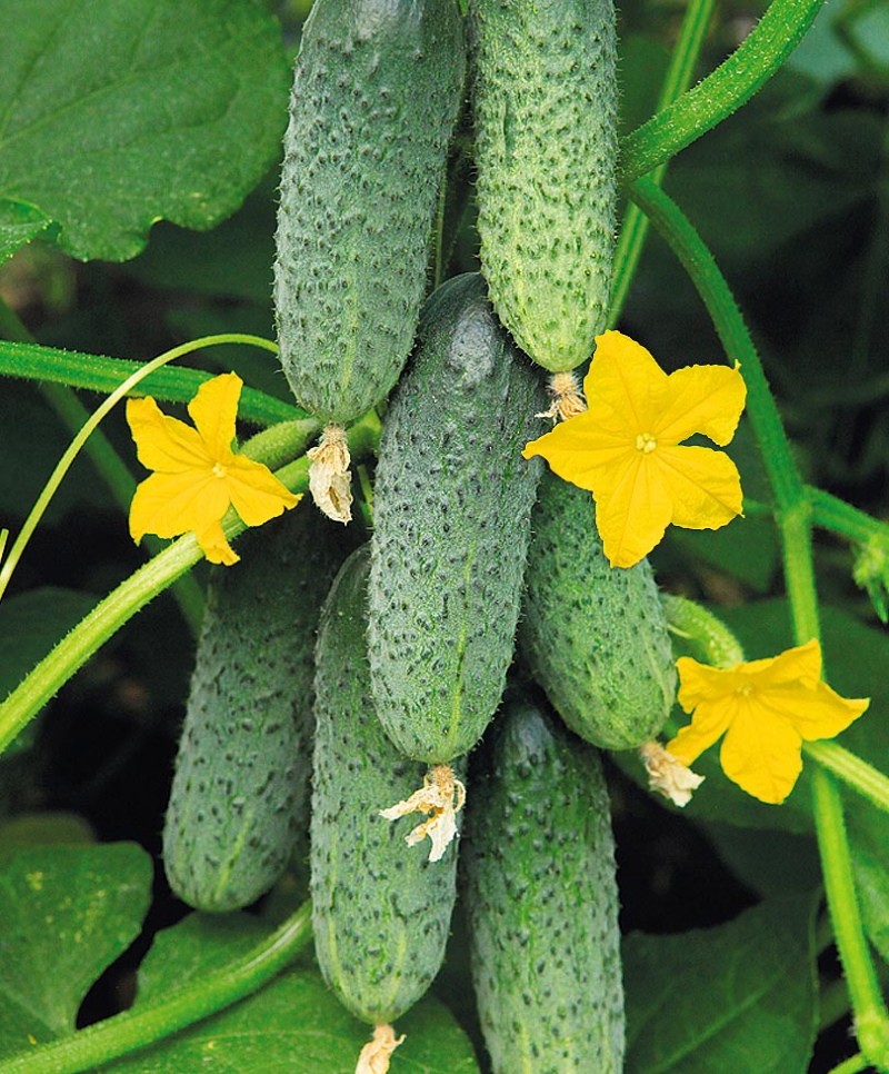 concombres libelle