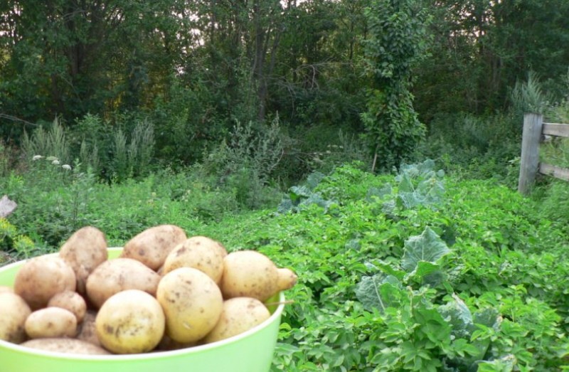 variété de pomme de terre Veneta