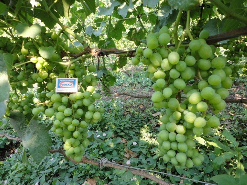 milagro blanco de arbusto de uva