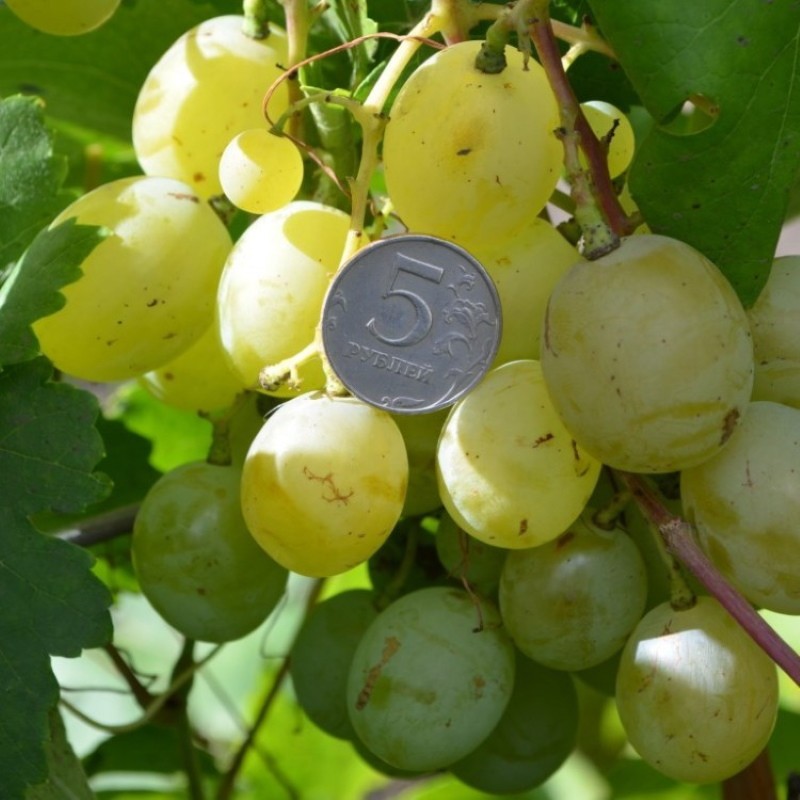 milagro de uvas blancas