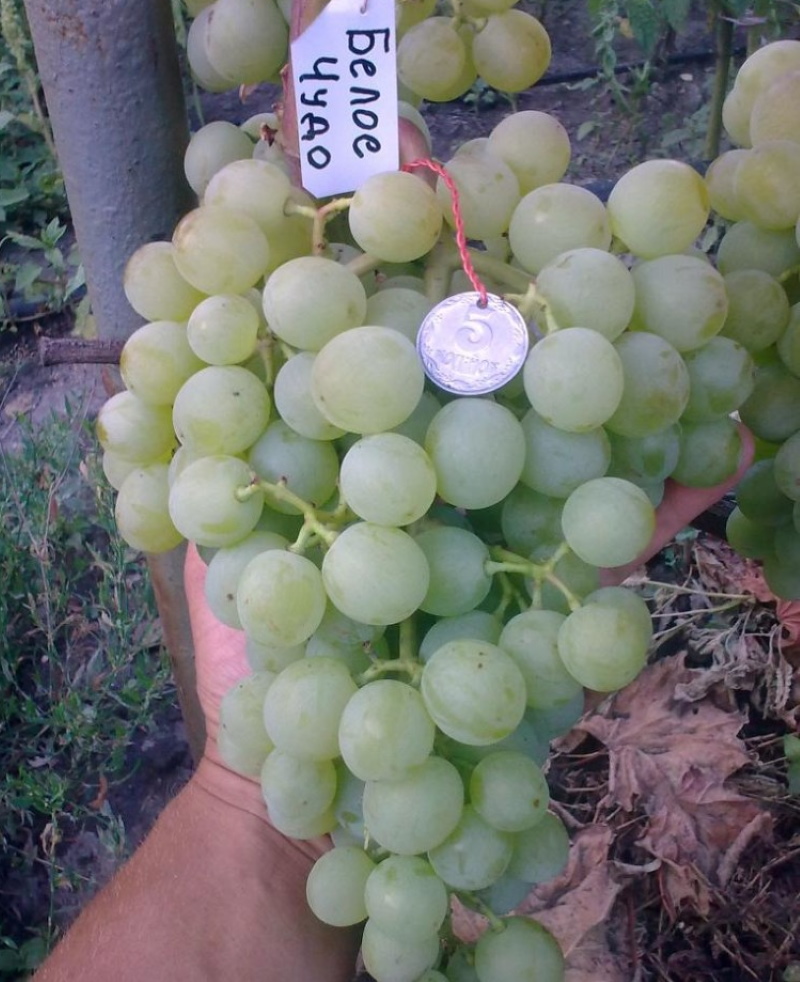 Variedad de uva milagro blanco pros y contras