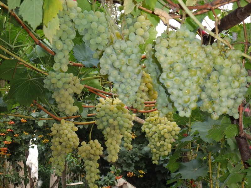 variedad de uva milagro blanco