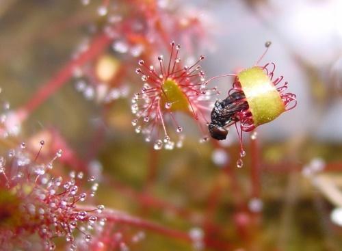 comment mange le droséra