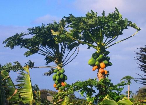 árboles de melón maduros