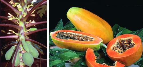 fruta de papaya