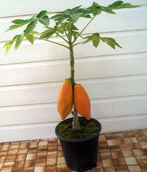 papaya de interior