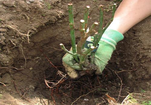 planta de semillero