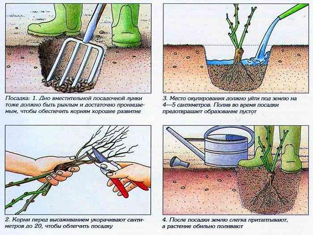 plantar rosas trepadoras