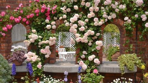 rosas trepadoras en el arco