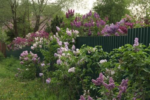 lilas en fleurs