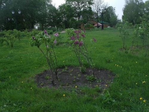 où planter des lilas