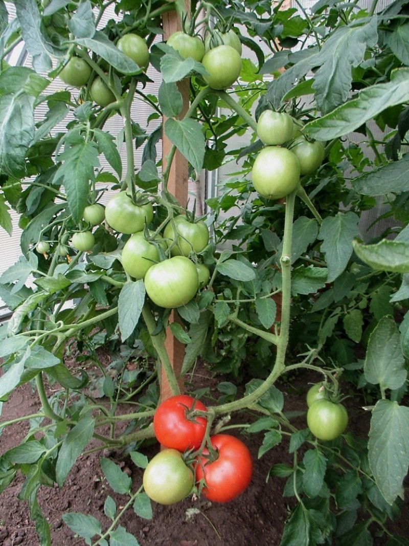 tomate arbusto polbig