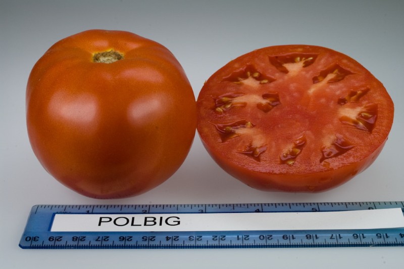 tomate fruit polbig