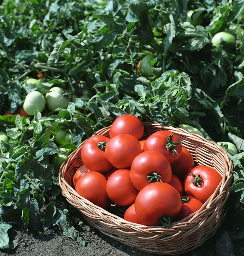 pros y contras del tomate polbig