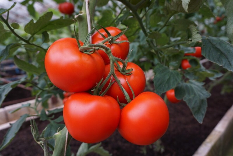 variété de tomate polbig
