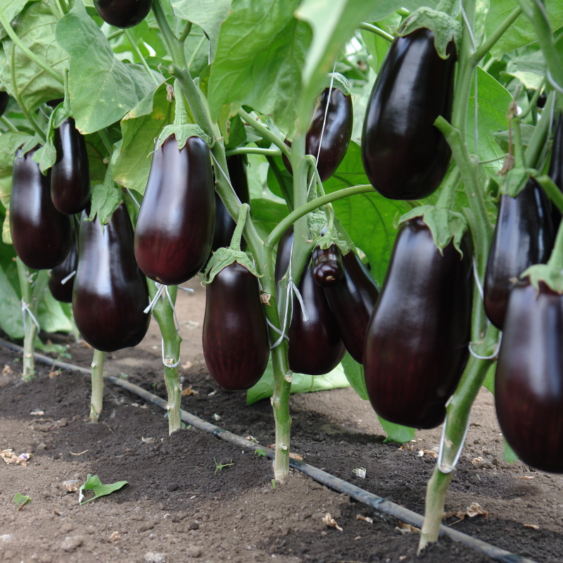 avantages et inconvénients de l'épopée d'aubergines