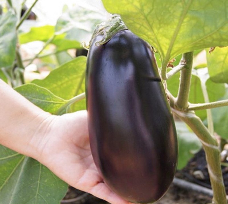 épopée aubergine