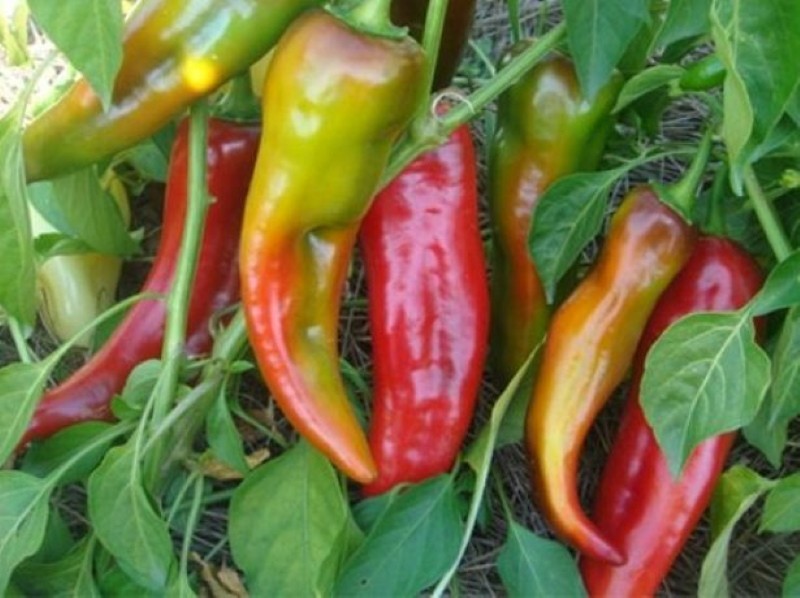 variété de piment cacatoès