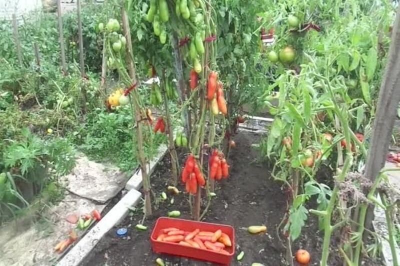 buissons de tomates casanova