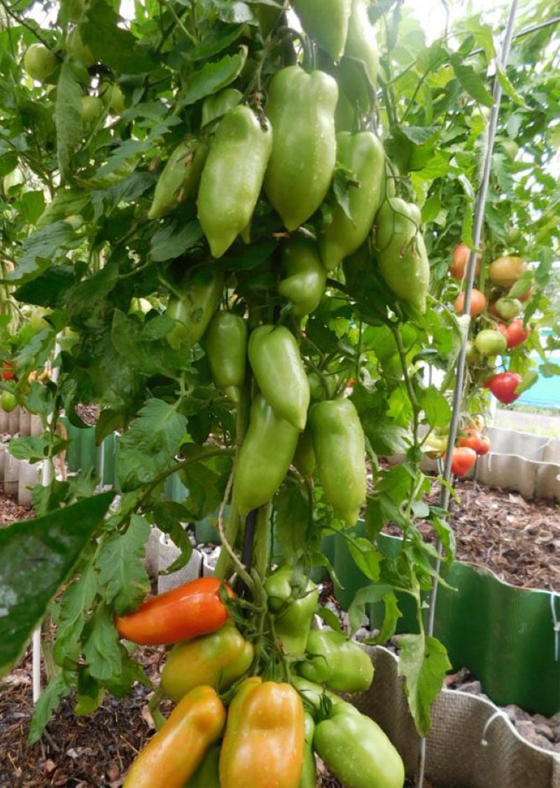 arbusto de tomate kornabel