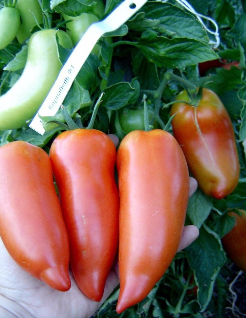 pros y contras del tomate cornabel