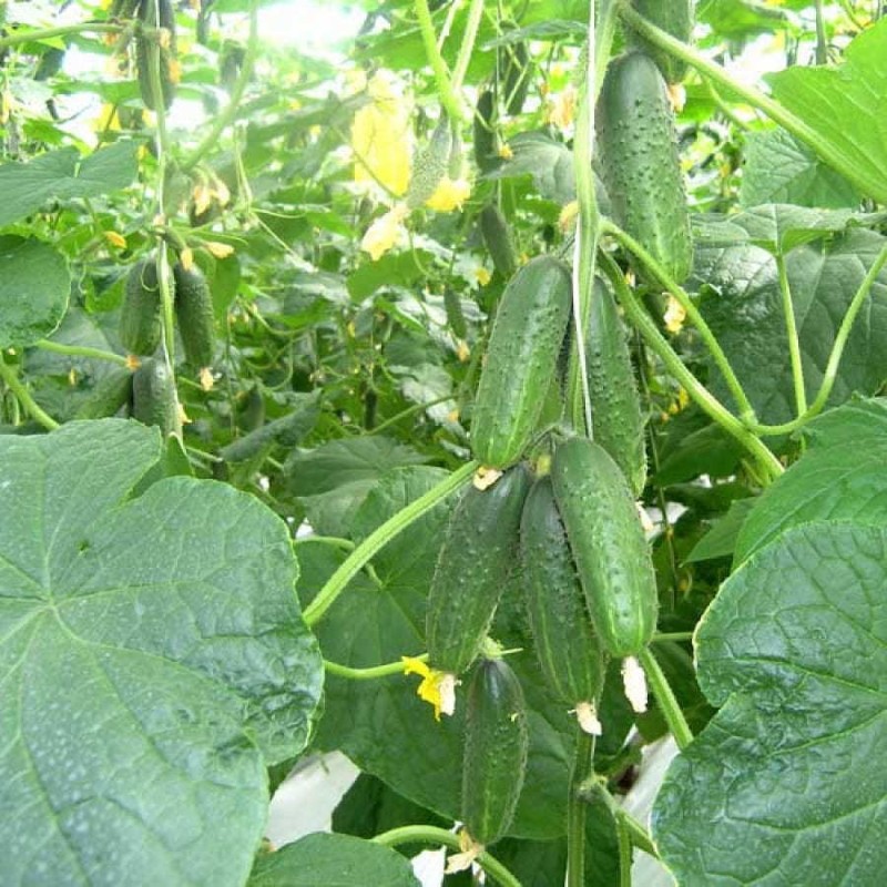 arbusto de pepino trasero