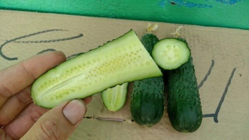 frutos de pepino