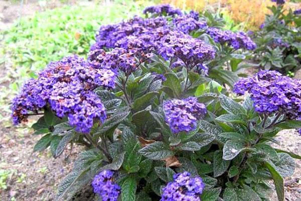 maravillosas flores de heliotropo