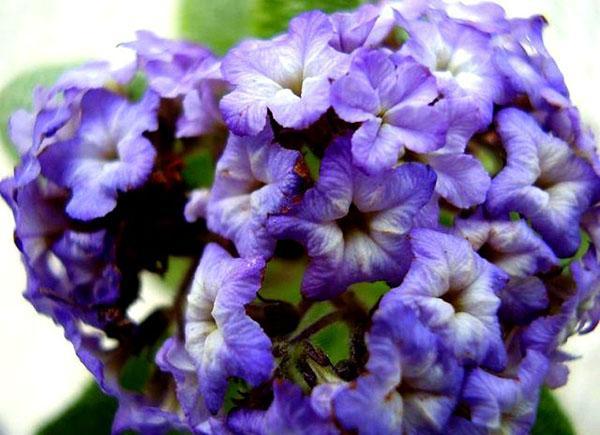 inflorescence luxuriante