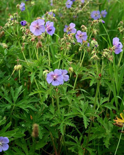 flores de geranio del bosque